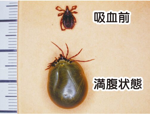 マダニ　引用元　長崎県HP